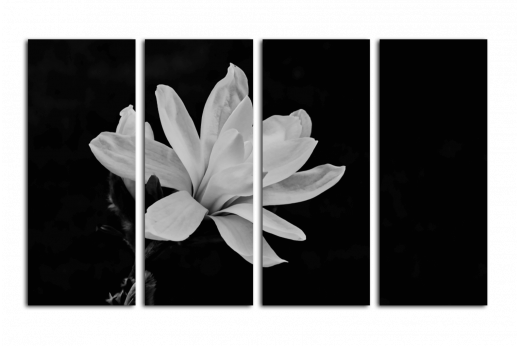 Модульная картина Белый цветочек